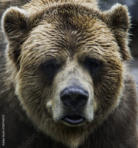 Wallpaper Mural Grizzly Torontodigital.ca