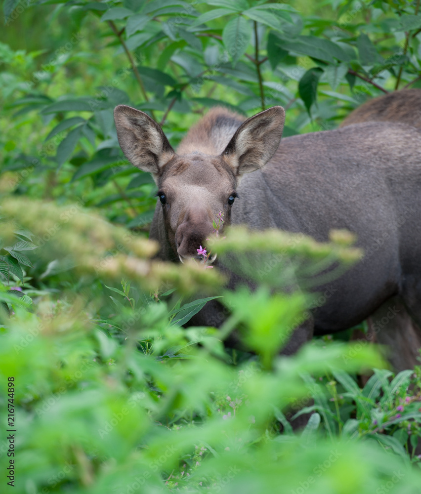 Moose Calf in Fireweed
