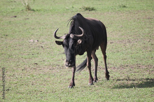 Антилопа Гну / wildebeest