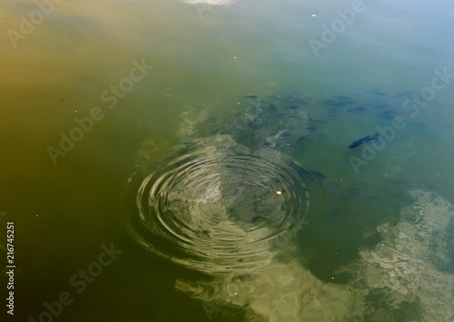 Canvas Print Predator Bass Hunting Minnows: Predator bass hunting a school of minnows in shallow water in the Alabama River