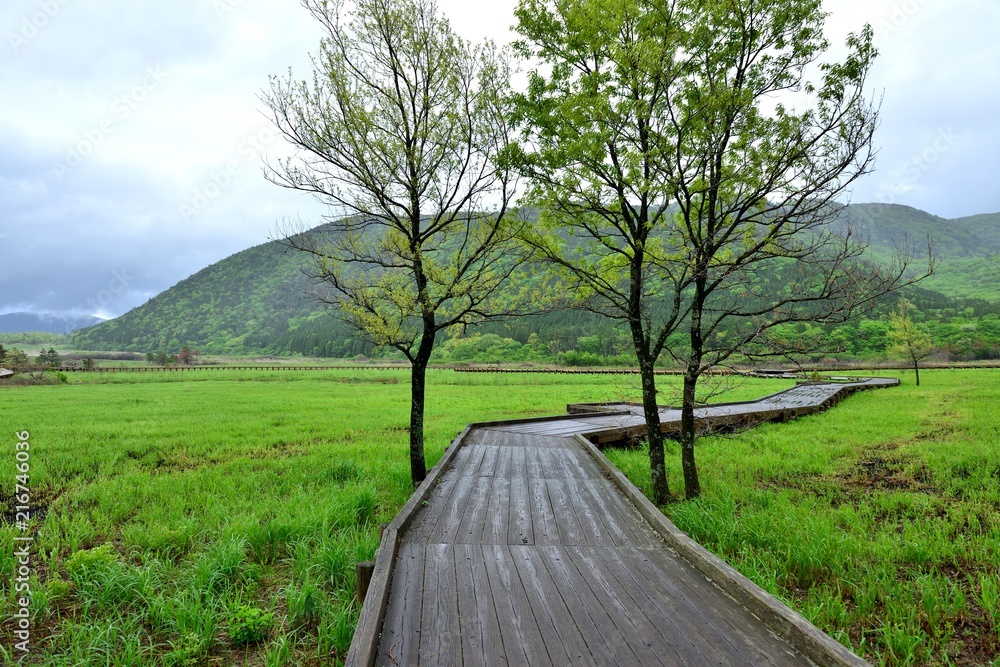 Fototapeta premium 雨上がりの木製遊歩道