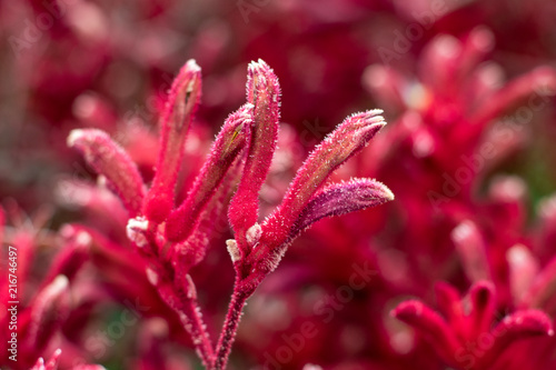 Closeup photograph of a Kangaroo Paw, Cat's Paw, Australian Sword Lily