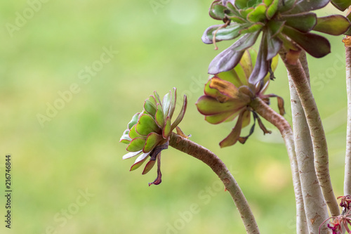 Aeonium closeup