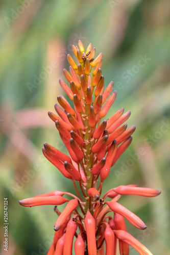 A close up of an Aloe Vera plant showing an open raceme photo