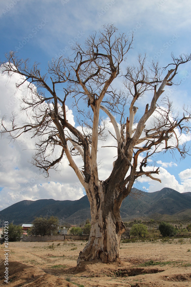 Fototapeta premium Arbol Seco