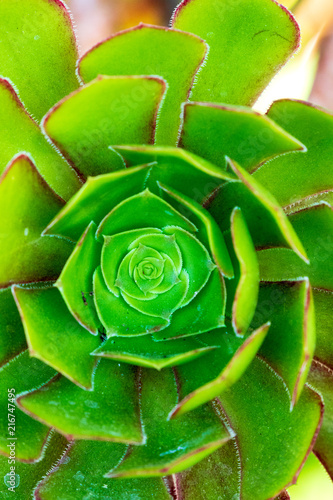 Aeonium closeup photo