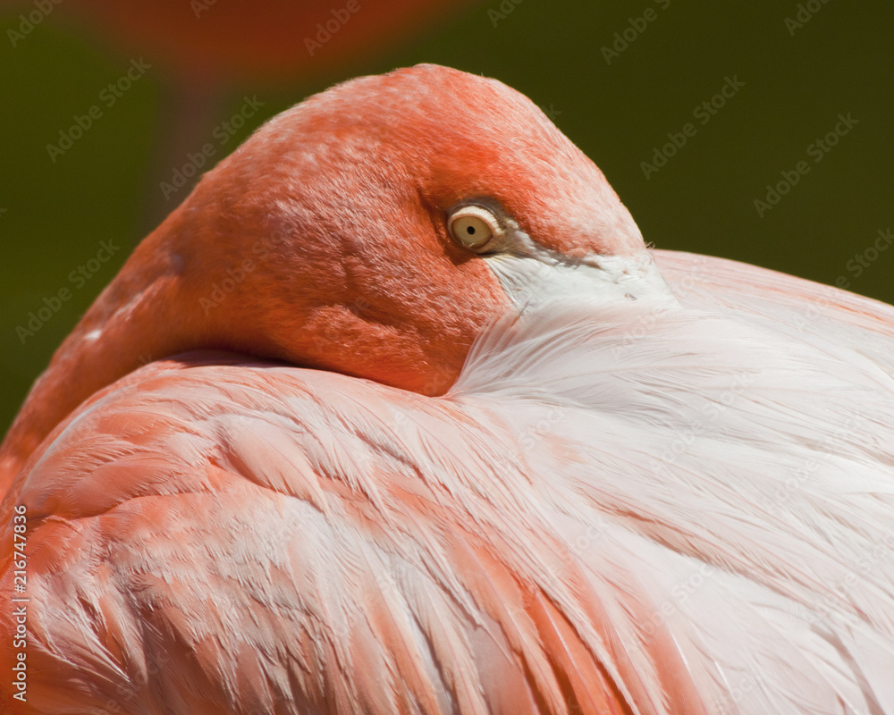 Macro shot of Pink Flamingo at San Diego Zoo
