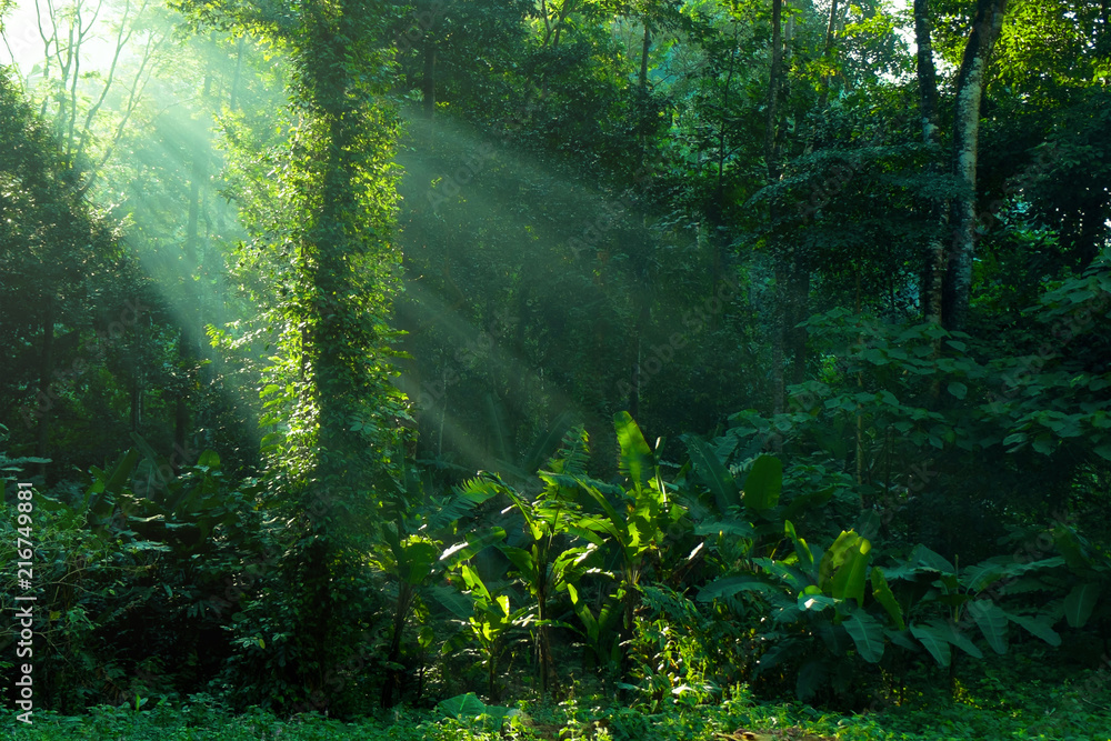 Fototapeta Las tropikalny o poranku skąpany kroplami deszczu i promieniami słońca