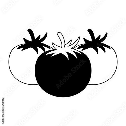Tomatos fresh vegetables vector illustration graphic design