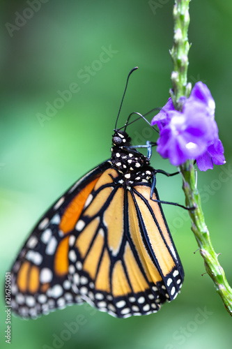 Butterfly with Flower © Todd Douglass Jr.