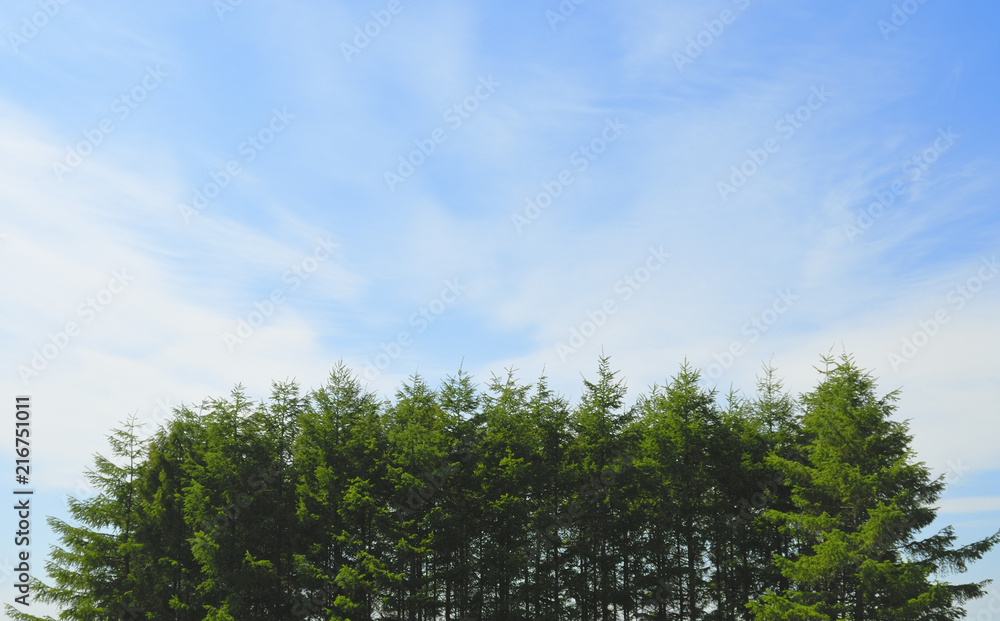 Fototapeta premium 木 空 雲 素材