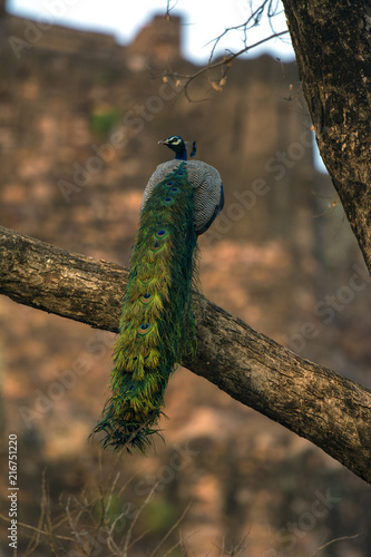 Indian Peafowl
