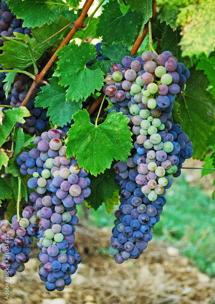 Multi colored grapes, close to harvest in Tuscany, Italy