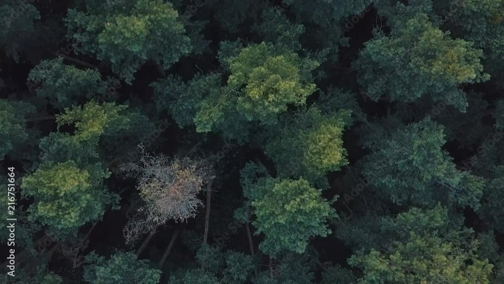 Flying over a forest - top down Flying over a forest - top down