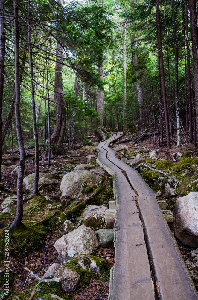 Obraz premium Woodland Path