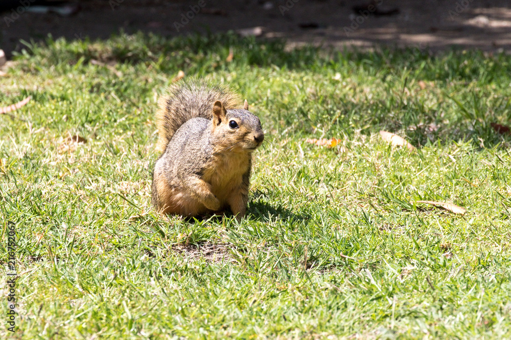 Eastern Fox Squirrel, Fox Squirrel, Bryant's Fox Squirrel - Sciurus niger Eastern Fox Squirrel, Fox Squirrel, Bryant's Fox Squirrel - Sciurus niger