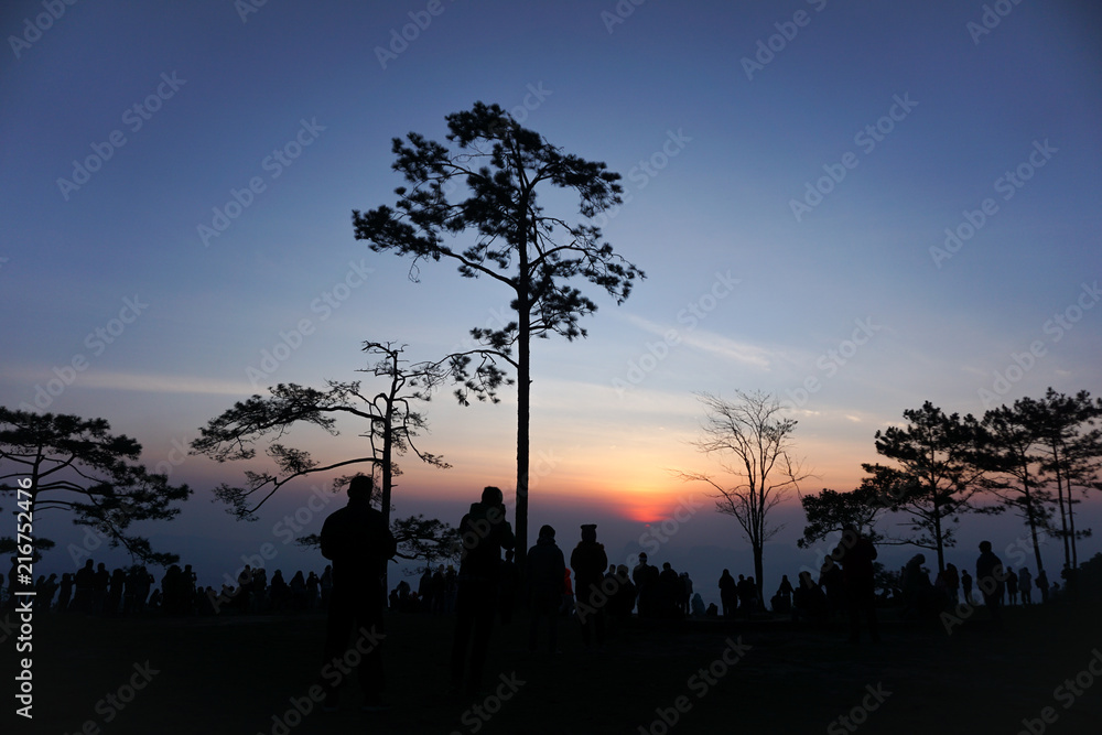 silhouette pine tree and people at sunrise