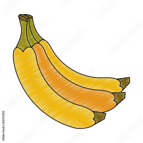Banana delicious fruits vector illustration graphic design