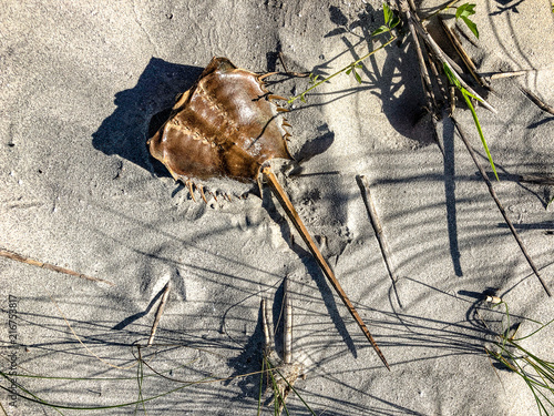 horseshoe crabs in the sand
