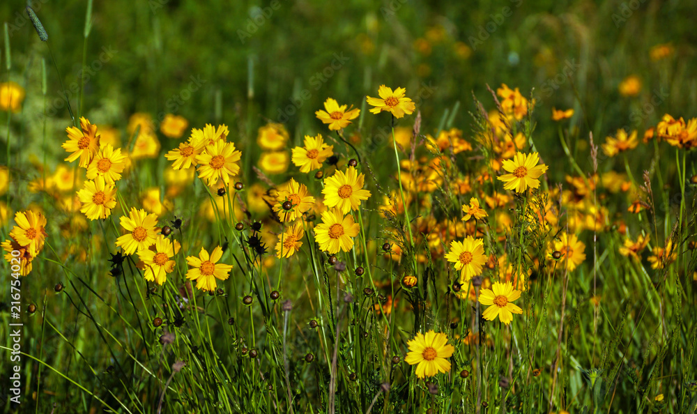 Yellow flowers Yellow flowers