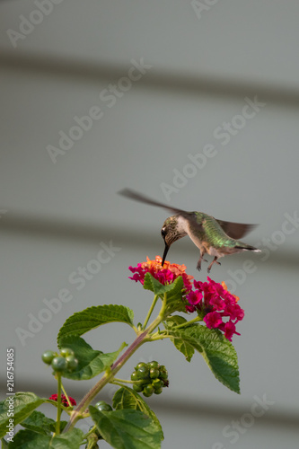 Hummingbird feeding from a flower