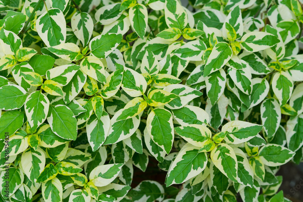 green leaves natural background wallpaper, leaf texture,