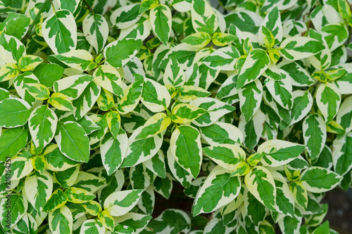 green leaves natural background wallpaper  leaf texture 