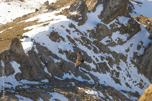 condor en montañas andinas ave pájaro vuelo