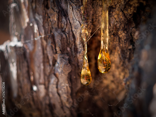 Organic life concept: leaking bright yellow drops of pine tar, resin, with a spider web on a dark tree bark background, sunny summer day