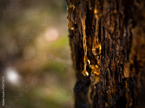 Organic life concept: leaking bright yellow drops of pine tar, resin, with a spider web on a dark tree bark background, sunny summer day