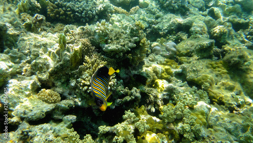Beautiful underwater world with corals and exotic fish in the Red sea. Egypt    