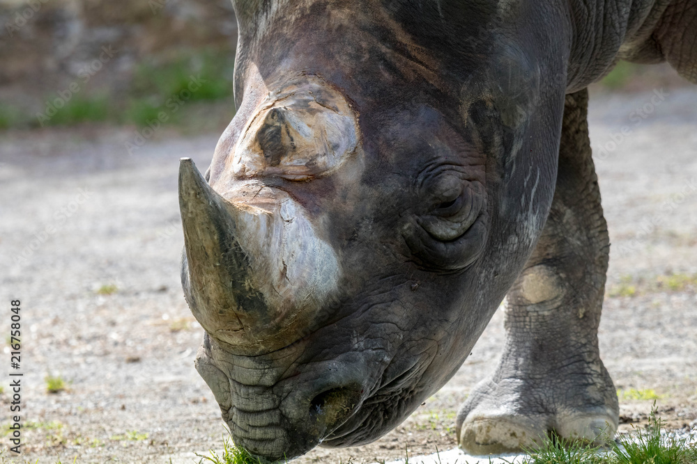 Black Rhinoceros