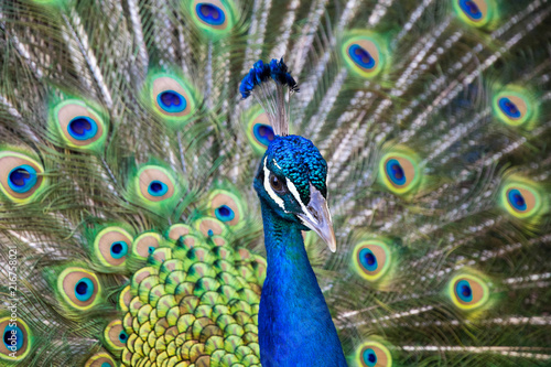 Flaunting Peacock