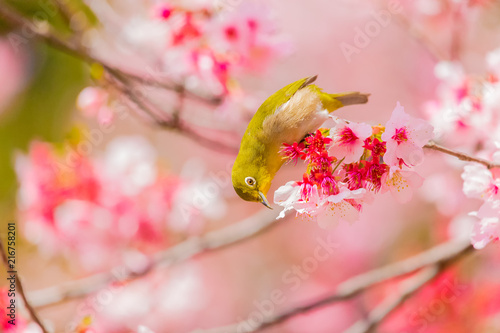 Japanese White-eye.The back is cherry blossoms(Japanese name is Kanzakura). Located in Tokyo Prefecture Japan.