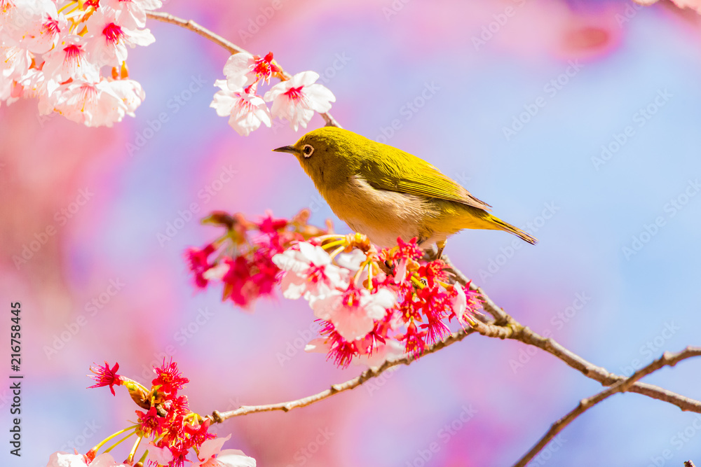 Japanese White-eye.The back is cherry blossoms(Japanese name is Kanzakura). Located in Tokyo Prefecture Japan. Japanese White-eye.The back is cherry blossoms(Japanese name is Kanzakura). Located in Tokyo Prefecture Japan.