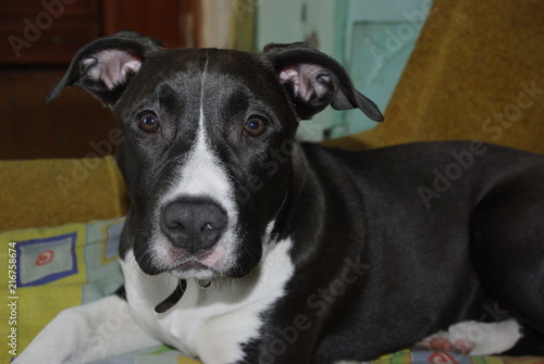 Obraz na plátně american pit bull terrier