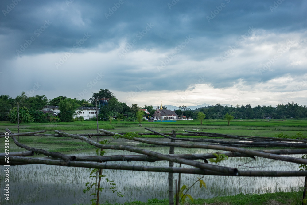 Obraz premium Beautiful rice field in Chiang Mai, Thailand.