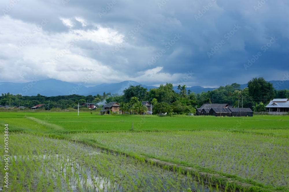 Beautiful rice field in Chiang Mai, Thailand. Beautiful rice field in Chiang Mai, Thailand.