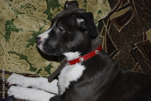 Obraz na plátně american pit bull terrier