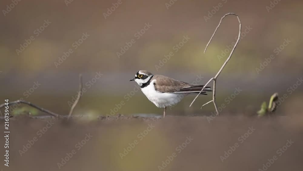 Little Ringed Plover