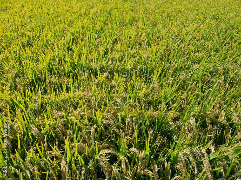 Fototapeta premium 稲穂