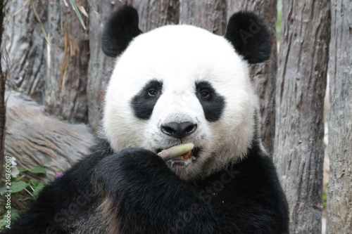 Funny Male Giant Panda in Thailand