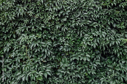 Texture of ivy leaves closeup. Green wall in garden. Gardening background