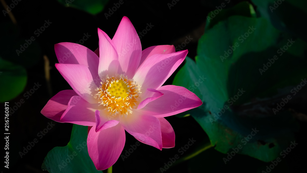 Fresh pink lotus flower. Close focus of a beautiful pink lotus flower with copy space for text or advertising. The background is the pink lotus flowers and yellow lotus bud in a pond