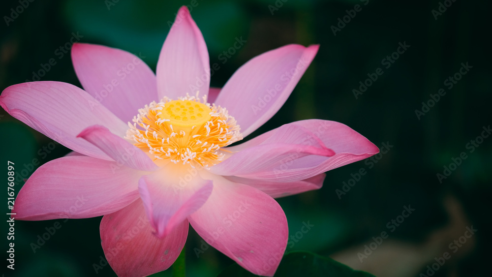 Fresh pink lotus flower. Royalty high-quality free stock image of a beautiful pink lotus flower. The background is the pink lotus flowers and yellow lotus bud in a pond. Peace scene in a countryside Fresh pink lotus flower. Royalty high-quality free stock image of a beautiful pink lotus flower. The background is the pink lotus flowers and yellow lotus bud in a pond. Peace scene in a countryside