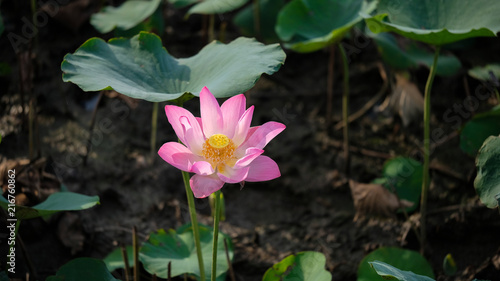 Fresh pink lotus flower. Close focus of a beautiful pink lotus flower with copy space for text or advertising. The background is the pink lotus flowers and yellow lotus bud in a pond