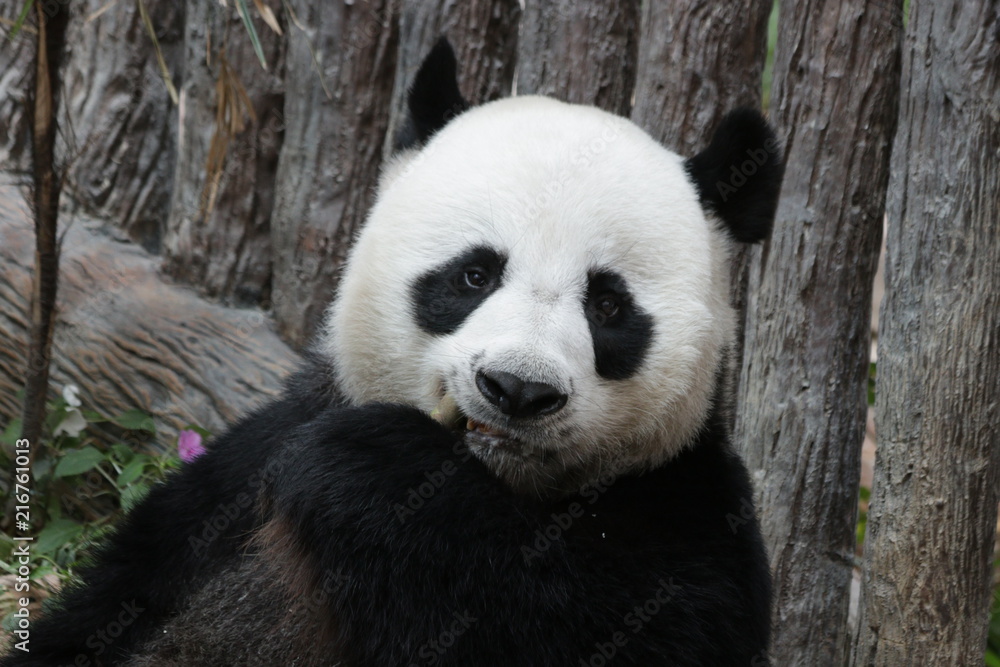 Close-up Giant Panda Face, Chuang Chuang, Chiangmai Zoo, Thailand
