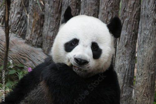 Close-up Giant Panda Face, Chuang Chuang, Chiangmai Zoo, Thailand © foreverhappy
