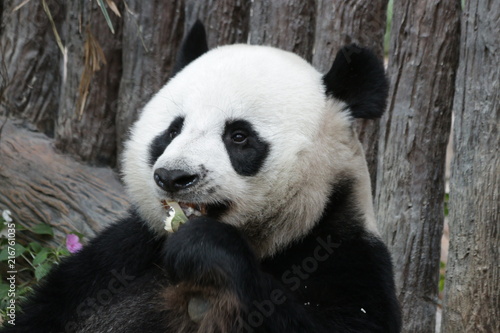 Close-up Giant Panda Face, Chuang Chuang, Chiangmai Zoo, Thailand © foreverhappy