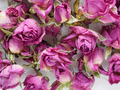 Background of the Roses